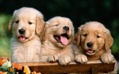 Three dog are laughing